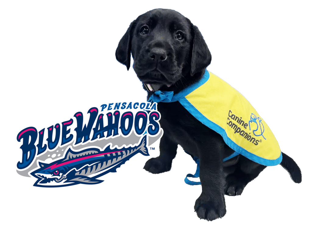 black lab puppy in a yellow puppy cape next to the pensacola blue wahoos logo