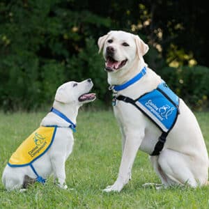 two yellow labs, one in a puppy vest and the other in a service dog vest