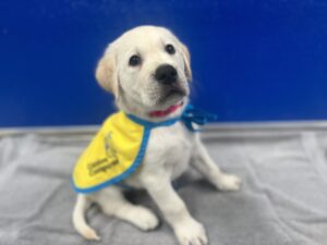 A yellow lab puppy sits in front of a blue wall, dressed in a blue and yellow cape that reads ‘Canine Companions’
