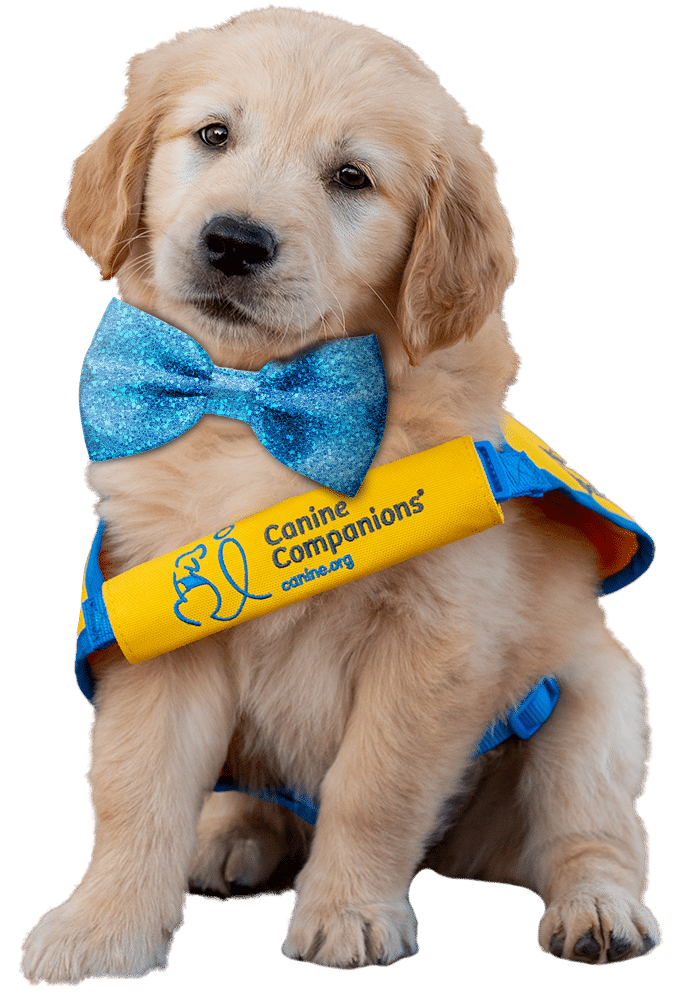 A golden retriever puppy in a yellow puppy vest and a sparkled blue bowtie