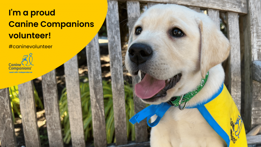 A yellow lab puppy with the words I'm a proud canine companions volunteer