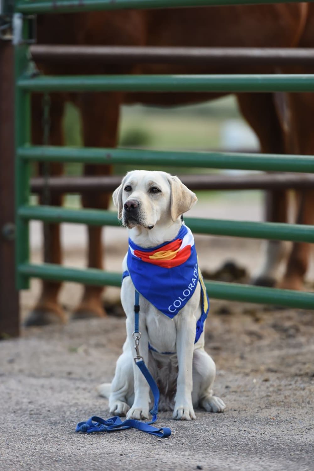 Dog on leash wearing a colorado bandana