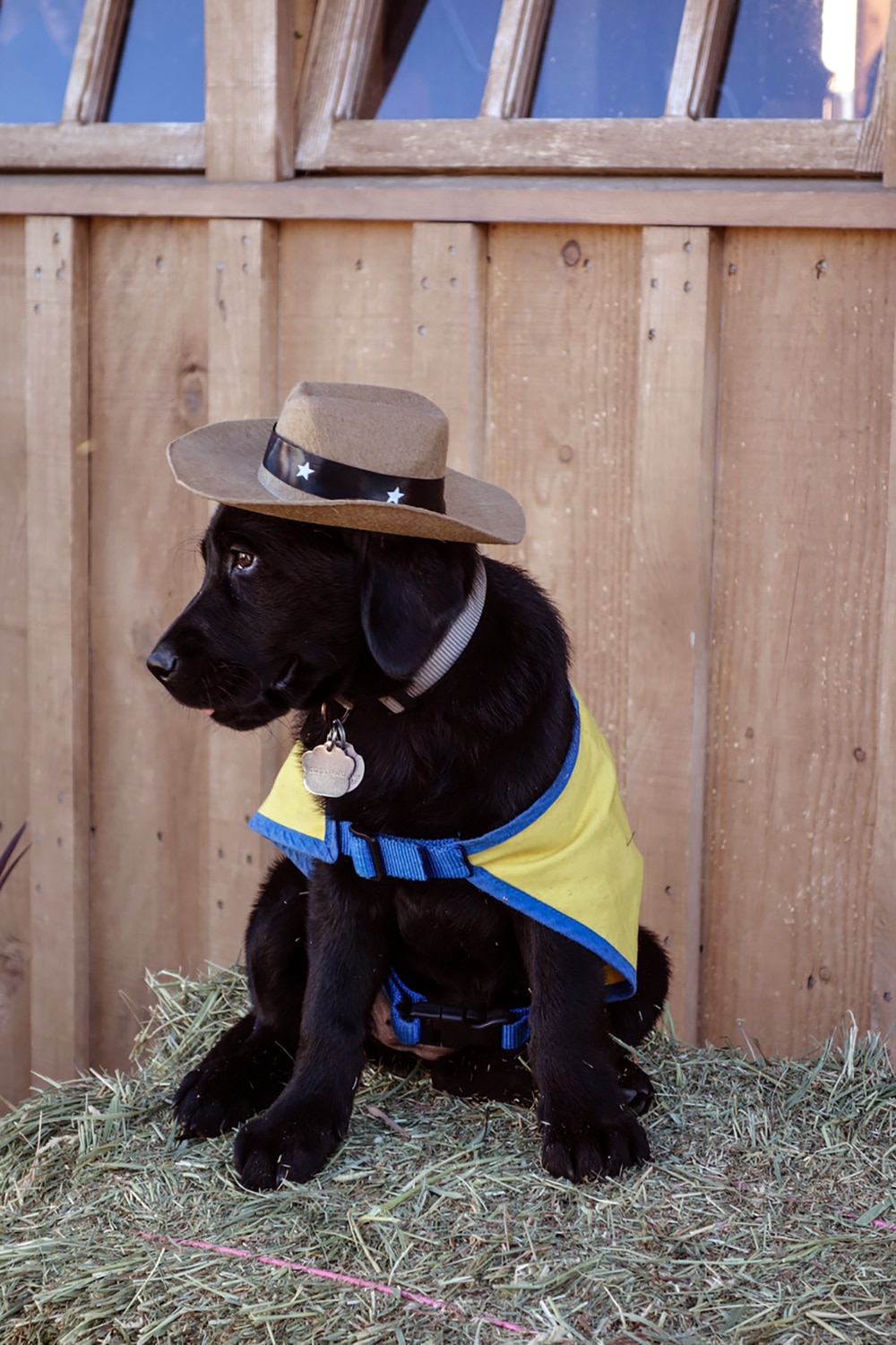 black lab puppy wearing a cowboy hat