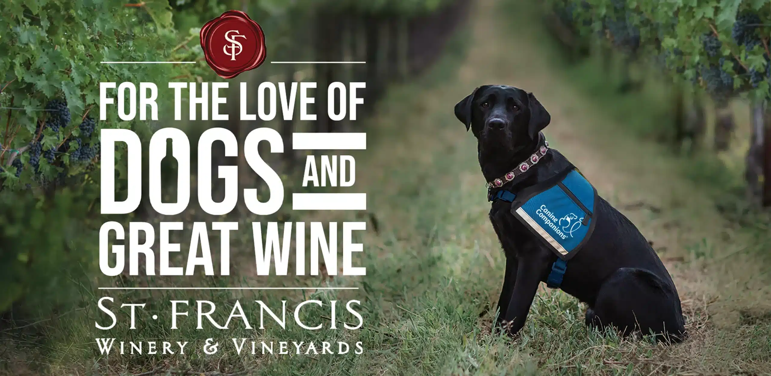 A black lab in a blue service vest sitting in a vineyard with the text For The Love of dogs and great wine - st francis winery & vineyards