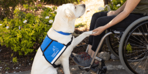 A woman in a wheelchair reaches down and shakes the paw of a yellow lab in a blue service vest
