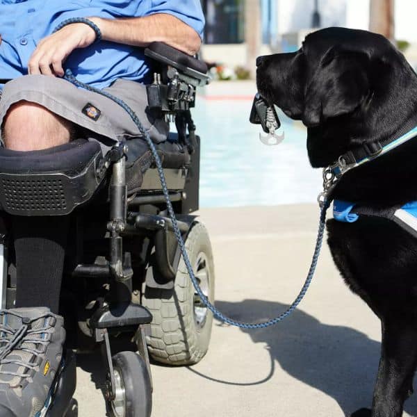 A black Labrador in a blue service dog vest holds car keys in its mouth next to the lower half of a man using a power wheelchair.
