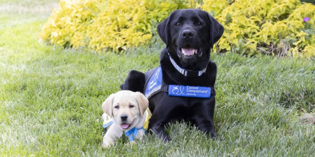 A black labrador in a blue service vest lays in the grass next to a yellow lab puppy in yellow puppy vest