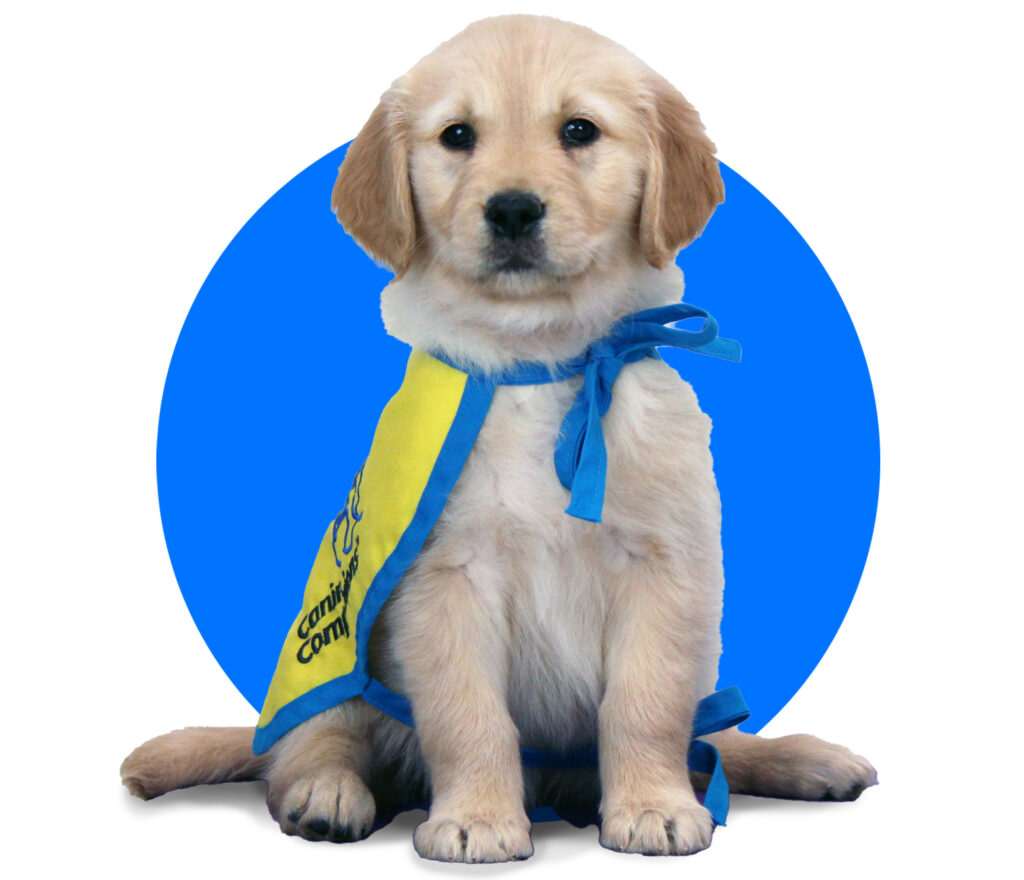 Puppy Libby wearing a blue vest with a blue circle background