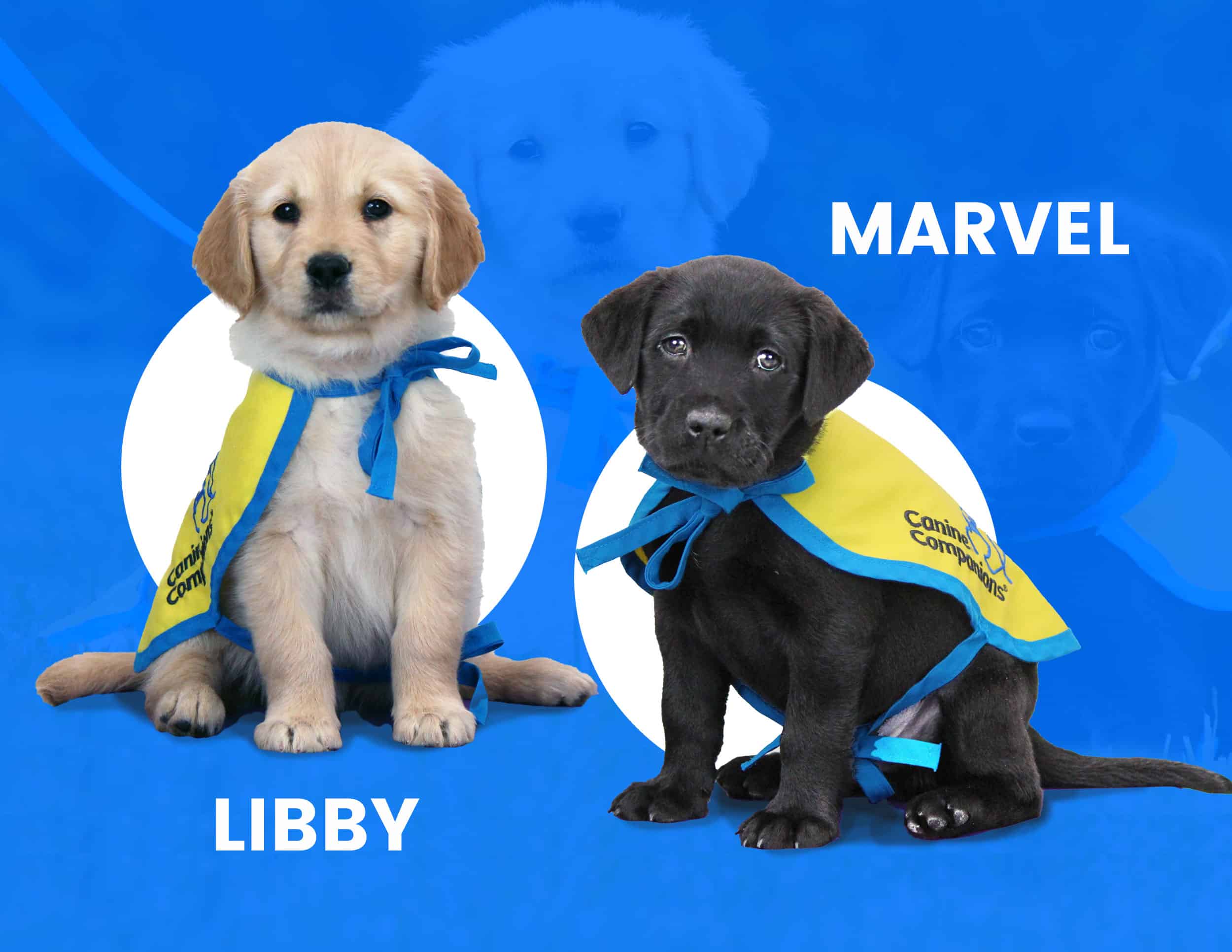 Two puppies in yellow puppy capes with the names Libby and Marvel