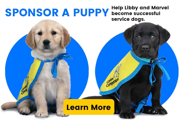 Two puppies in yellow puppy capes with the words sponsor a puppy - help libby and marvel become successful service dogs with a button that says learn more