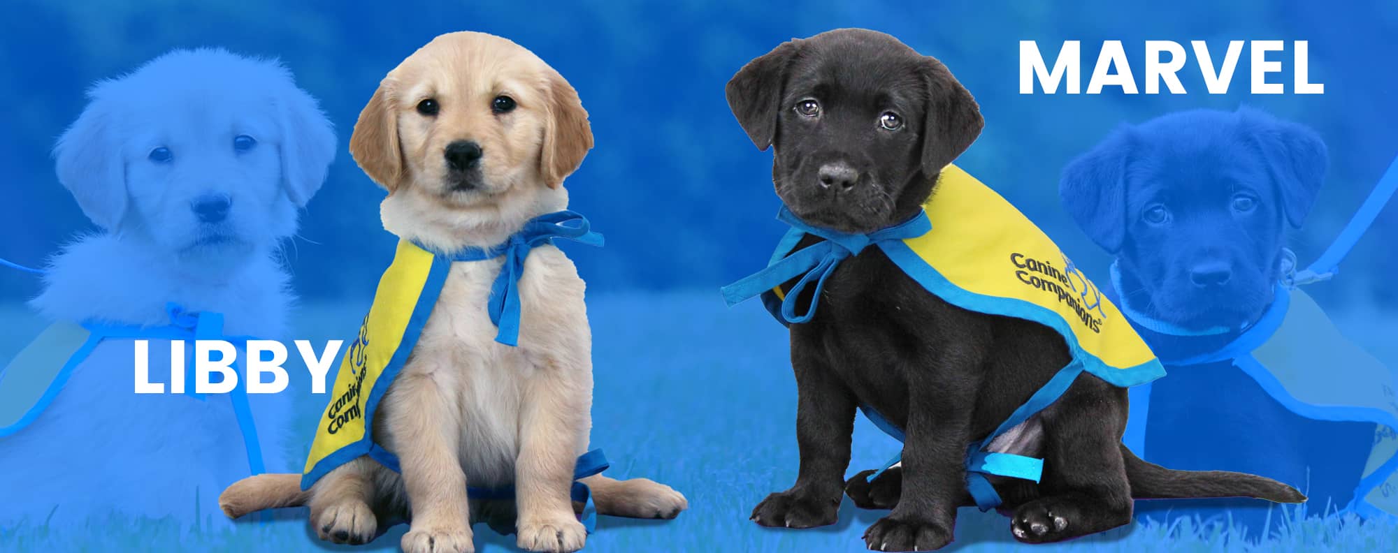 Blue banner with a golden retriever puppy and black lab puppy in puppy capes. The names Libby and Marvel are written in capital letters
