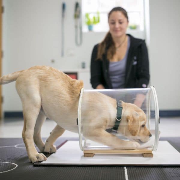a Labrador puppy sticking his head into a glass jar, while a person sitting down on the floor is seen in the background
