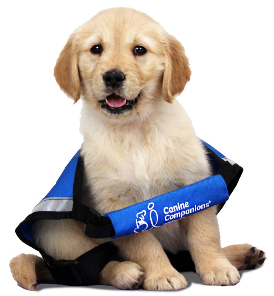 a yellow lab puppy in a large blue service dog vest - the vest is too big for him