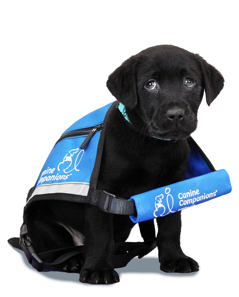 a black lab puppy in a large blue service dog vest - the vest is too big for him