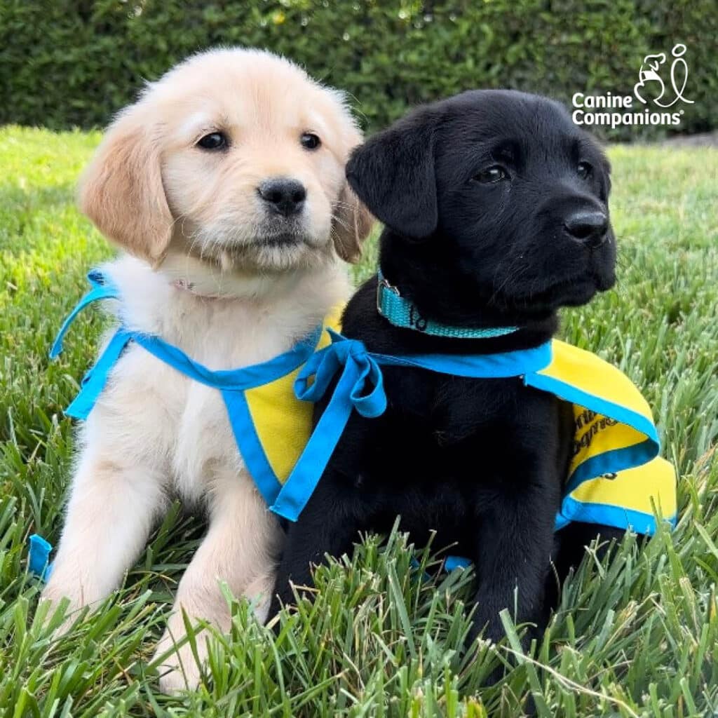 Two puppies sitting in the grass, one golden retriever and one black Labrador retriever wearing yellow capes.