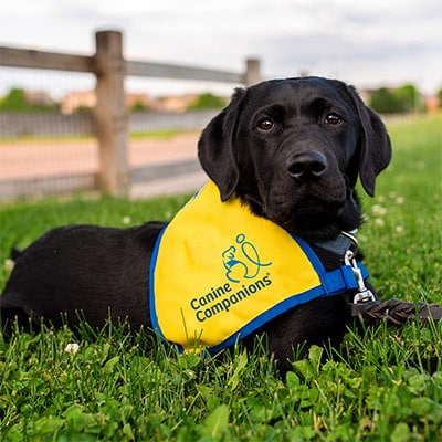 a Labrador puppy laying down on grass, wearing a yellow and blue vest; vest has Canine Companions and an outline of a dog and a person on it