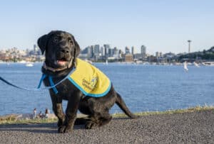a black Canine Companions puppy in a yellow cape walking forward, with the Seattle skyline and water in the background.