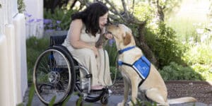 a woman in a wheelchair bending down to pet her yellow lab in a blue service vest