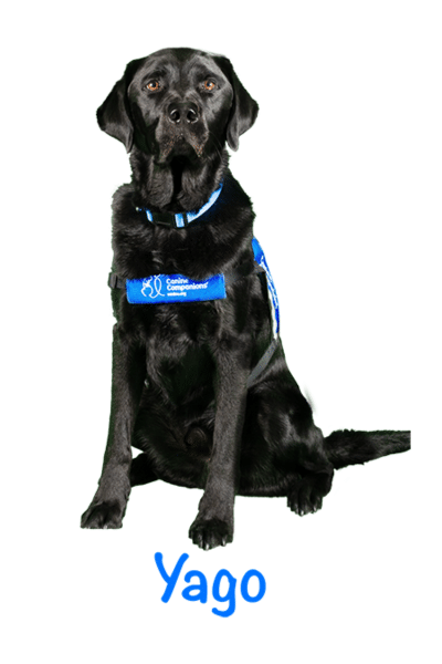black lab service dog in a blue vest with the name Yago beneath
