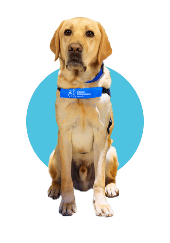 yellow lab service dog in a blue service vest against a blue illustrated circle