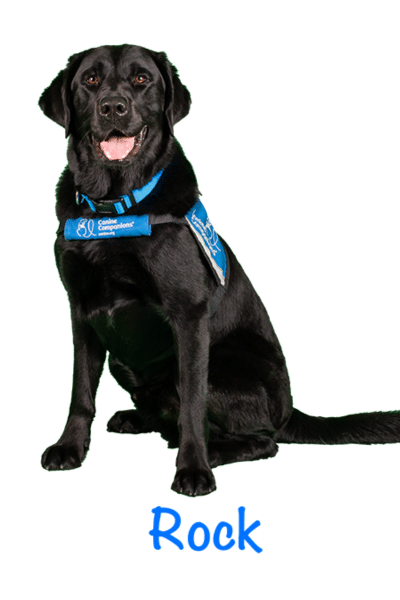 black lab service dog in a blue vest with the name Rock beneath