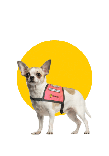 a Chihuahua in an emotional support vest