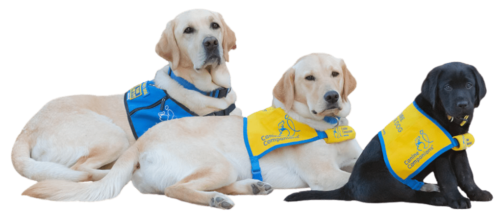 A black lab puppy in a yellow puppy vest, an older yellow lab puppy in a yellow puppy vest, and an adult service dog in a blue service dog vest. They are laying in a row