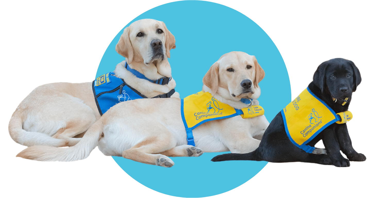 A black lab puppy in a yellow puppy vest, an older yellow lab puppy in a yellow puppy vest, and an adult service dog in a blue service dog vest. They are laying in a row