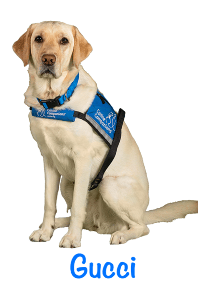 yellow lab service dog in a blue vest with the name Gucci beneath