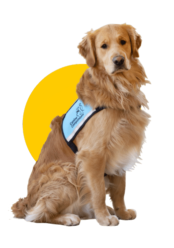 golden retriever service dog in a blue service vest against a yellow illustrated circle