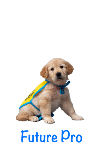 golden retriever puppy in a yellow puppy cape with the words Future Pro beneath