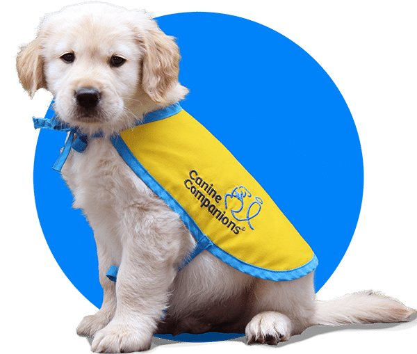 Yellow lab mix puppy wearing a canine companions puppy in training vest