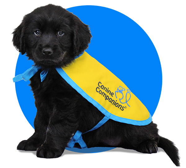 Black lab and golden mix puppy wearing a canine companions puppy in training vest