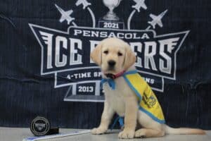 Photo of a puppy in a yellow vest with a hockey puck and hockey stick in front of the Pensacola Ice Flyers Flag