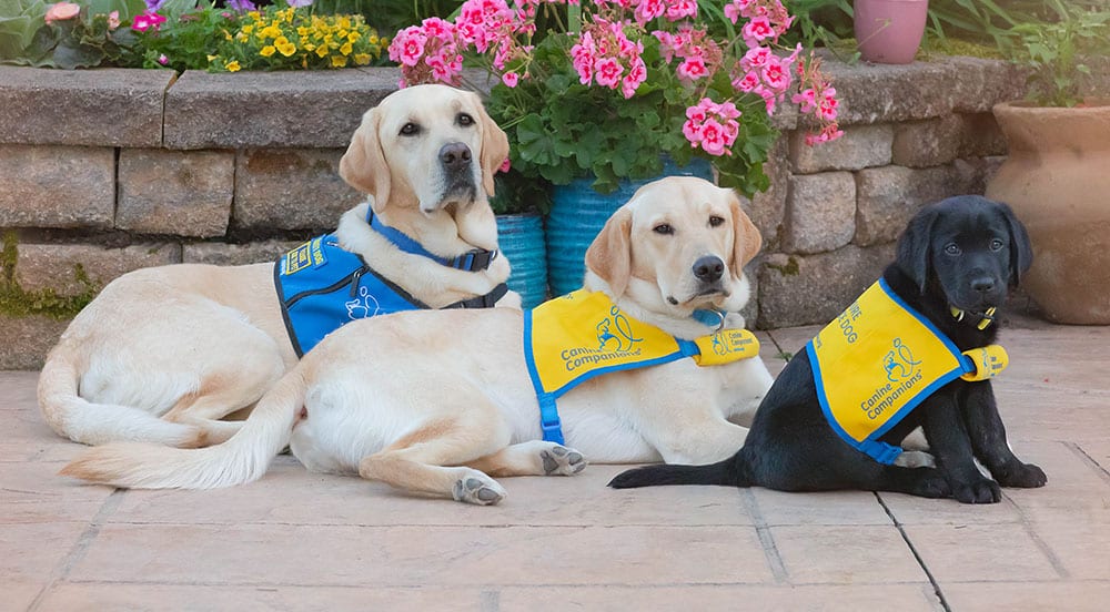 An adult service dog in a blue service vest, a year old lab in a yellow puppy vest, and a black lab puppy in a yellow puppy vest all sit in a garden