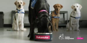 A black lab in a service dog vest eats food from a bowl with a eukanuba label on it
