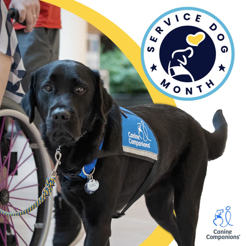 A black lab service dog walking next to a wheelchair. The national service dog month logo seal is in the corner