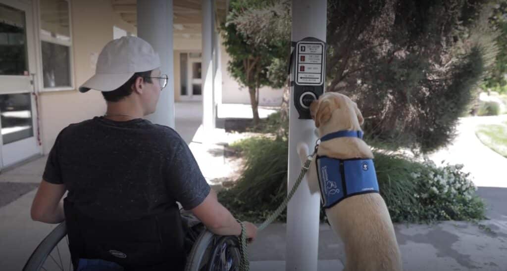 A trainer watches a service dog hit a pedestrian crosswalk button