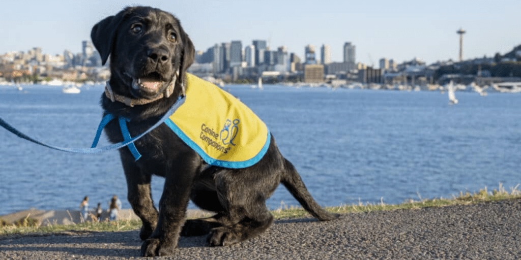 a Labrador puppy sitting on a pavement with a body of water and a skyline of a city in the background; dog is wearing a yellow and blue vest and leash