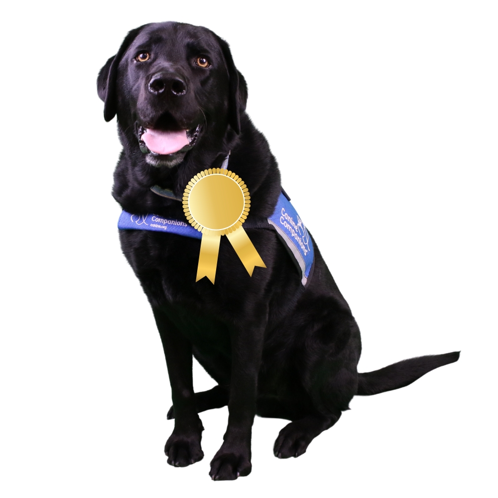 Black lab service dog wearing an award ribbon