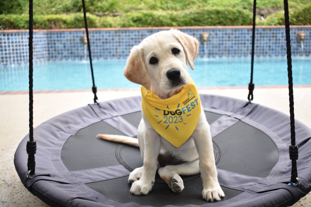 a yellow lab puppy wearing a 2023 dogfest bandana