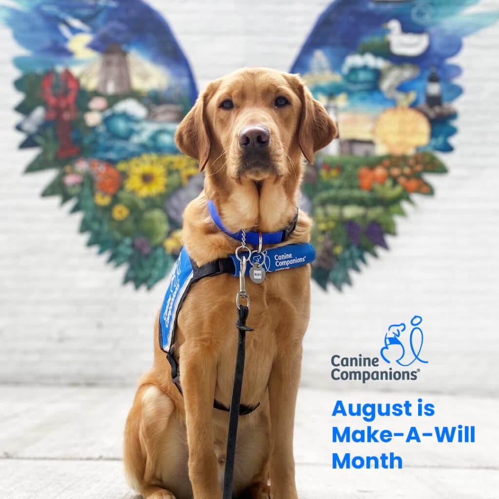 a Labrador sitting wearing a blue vest and leash; behind it is a wall with a mural of wings; text that reads, August is Make-A-Will Month and a logo of a dog and a person and text that reads, Canine Companions