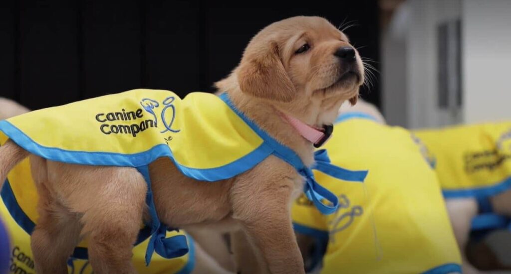 a puppy in a yellow puppy cape