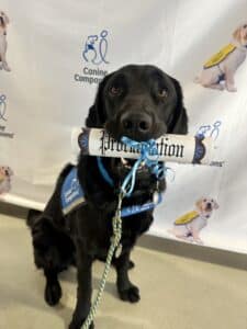 Black service dog holding a proclamation