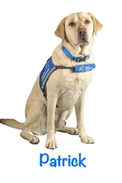 yellow lab service dog in a blue vest with the name Patrick beneath