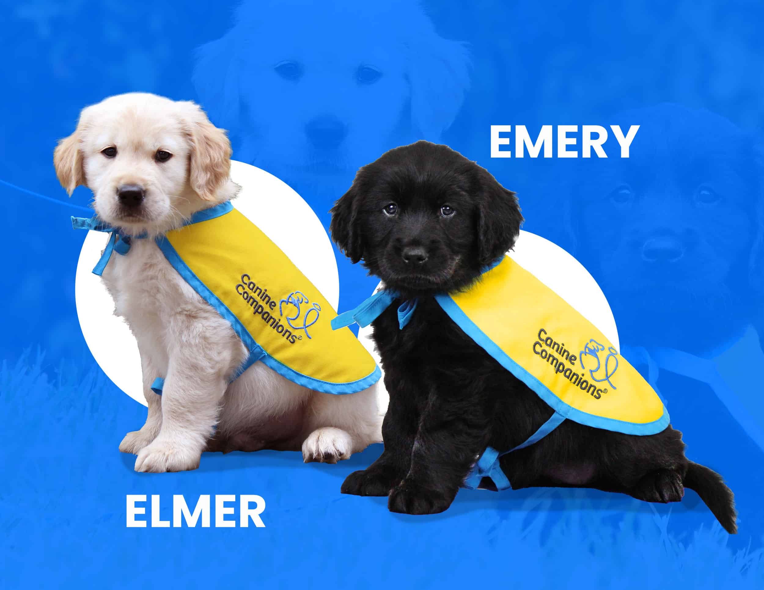 puppy Elmer and puppy Emery on a blue blackground