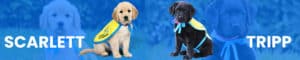 Sponsor a Puppy - Canine Companions