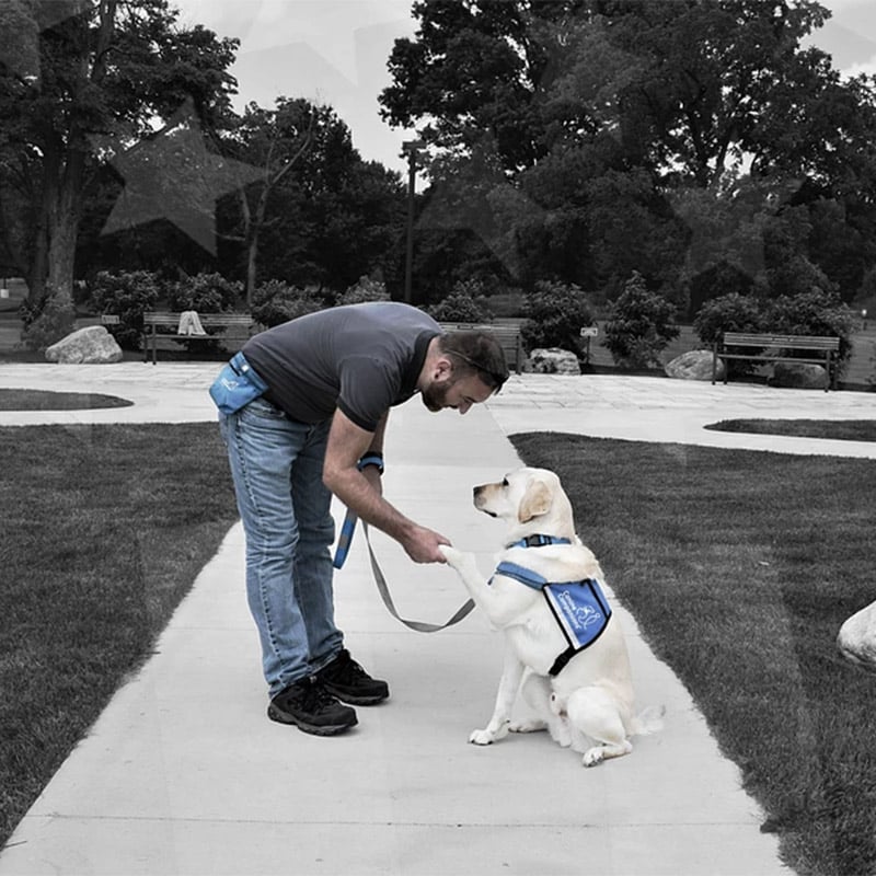A man bends down and shakes the paw of a yellow lab service dog wearing a blue vest