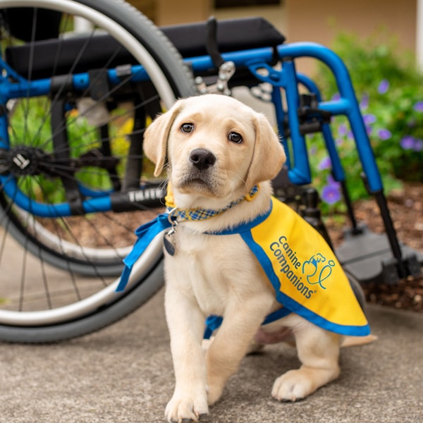 Puppy in front of wheelchair