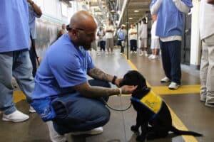 a puppy raiser handler at San Quentin Rehabilitation Center kneels down and touches the face of a black Canine Companions puppy in a yellow vest